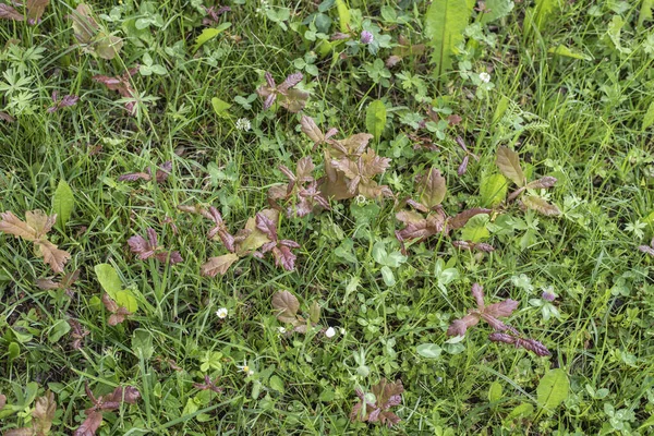Oak Seedlings Sprouting Uncultivated Meadow Grass Clover — Foto de Stock