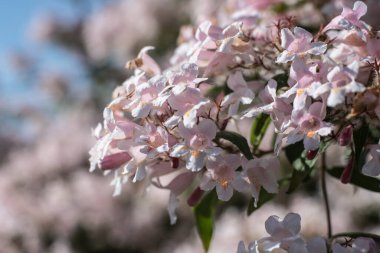 Linnea amabilis 'in pembe çiçeklerinin günışığında makrofotoğrafçılığı