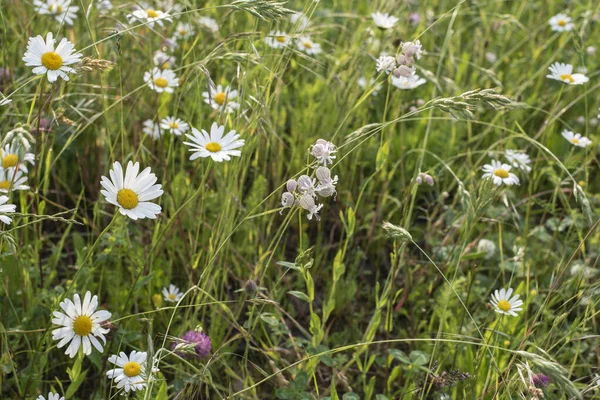 Blåslampa Eller Jungfrur Tårar Blommor Äng Våren — Stockfoto