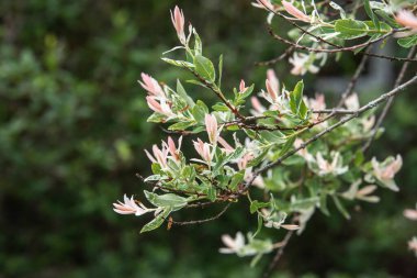 the leaves of a hakuro sishiki willow shrub in green white and pale pink color