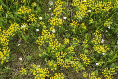 Çiçek açan selvi çiçeğinin üst görüntüsü küçük iğne benzeri yapraklarla bir çayırda fışkırır.