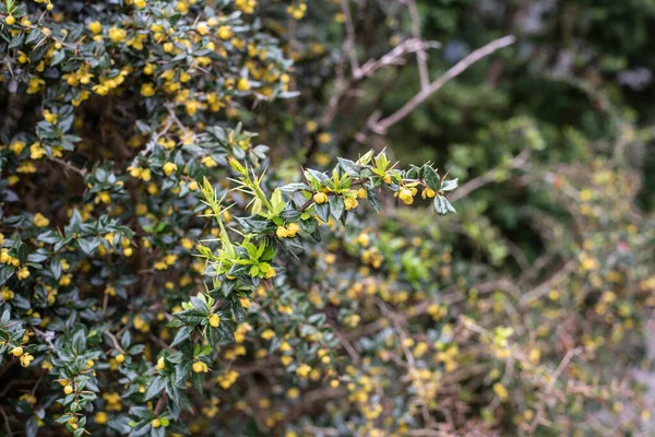 Téli Zöld Borbély Tüskés Ágát Tavasszal Sárga Virágokkal Friss Zöld — Stock Fotó