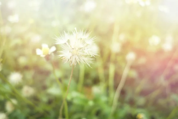 Gräs blommor och solljus — Stockfoto