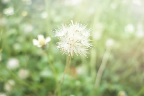 Gräs blommor och solljus — Stockfoto