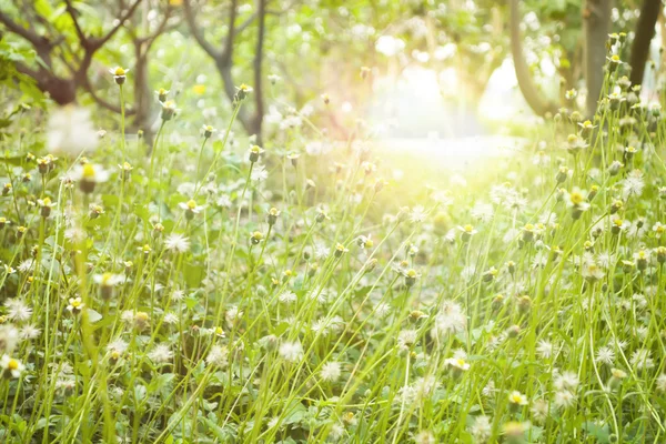 Çimen çiçekler ve güneş ışığı — Stok fotoğraf