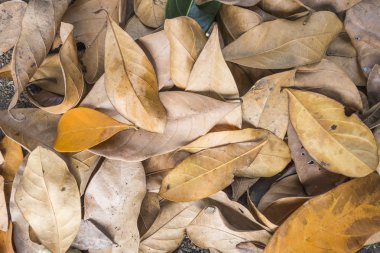 Kuru yaprak doku arka plan