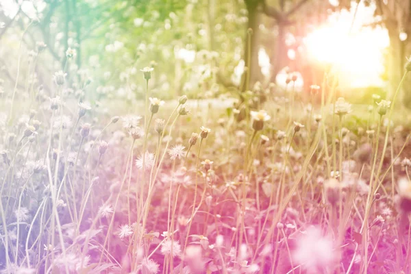 Hierba fresca del campo contra y la luz del sol con retro filtrado — Foto de Stock