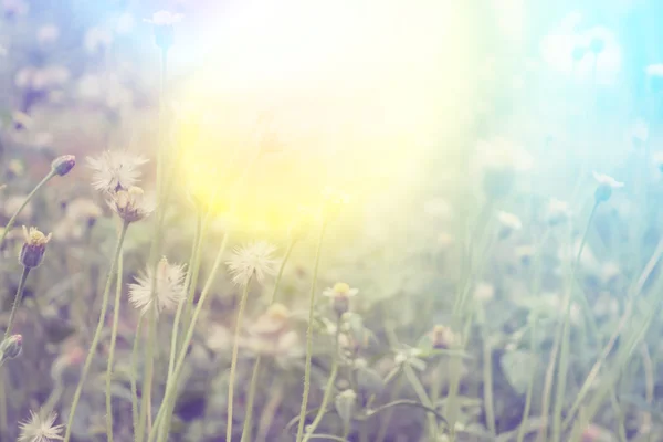 Hierba fresca del campo contra y la luz del sol con retro filtrado — Foto de Stock