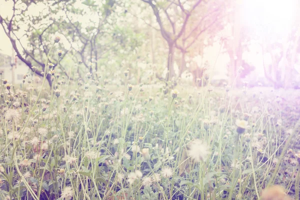 Frisches Feldgras gegen Sonneneinstrahlung mit Retro-Filter — Stockfoto