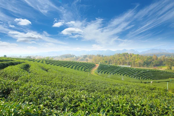 Čajové plantáže krajina, Chiang Rai, Thajsko — Stock fotografie