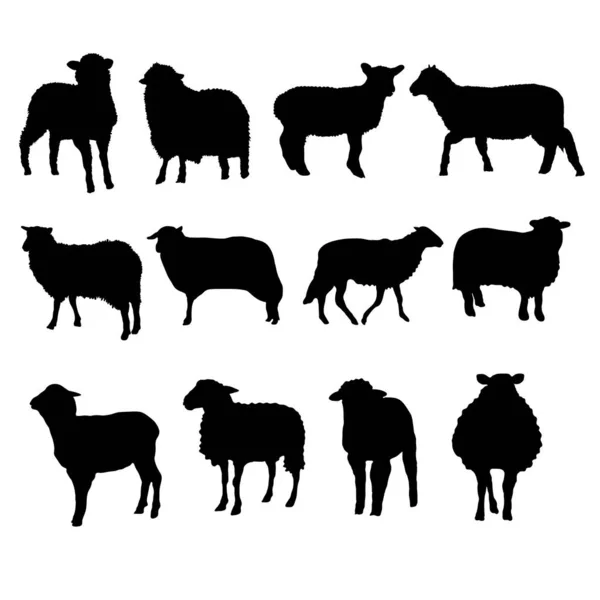 Collection Silhouettes Sheep — Stock Vector