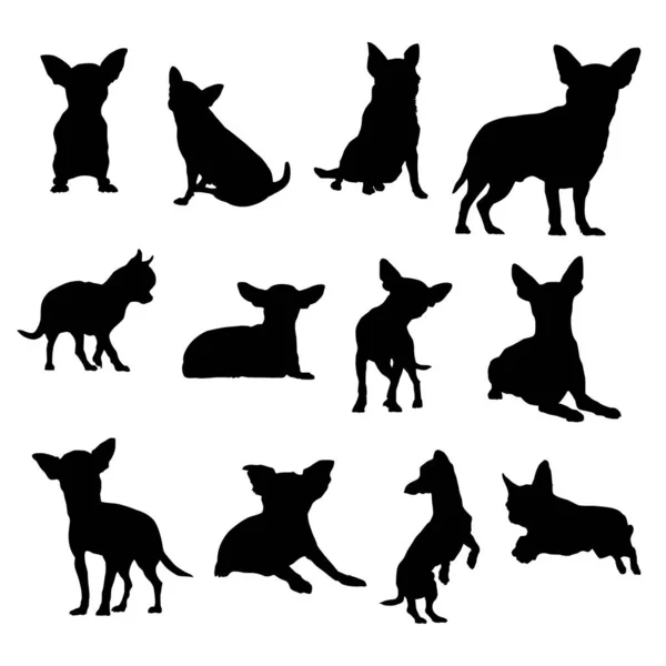 Chihuahua Set Von Illustrationen Verschiedenen Posen — Stockvektor