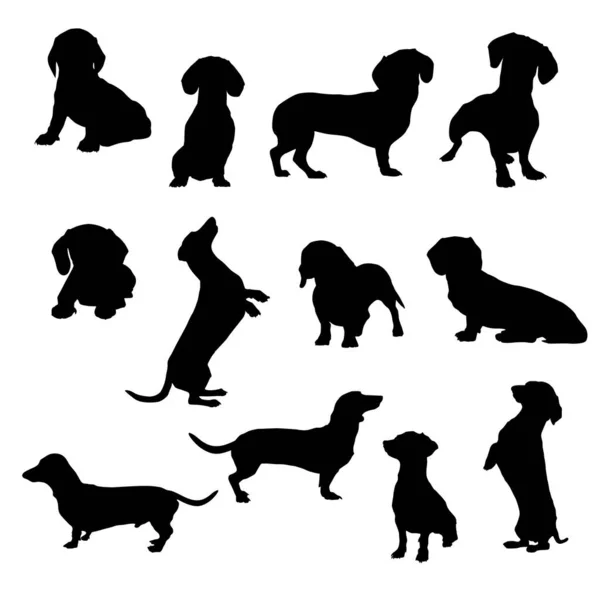 Dachshund Conjunto Ilustrações Diferentes Poses —  Vetores de Stock