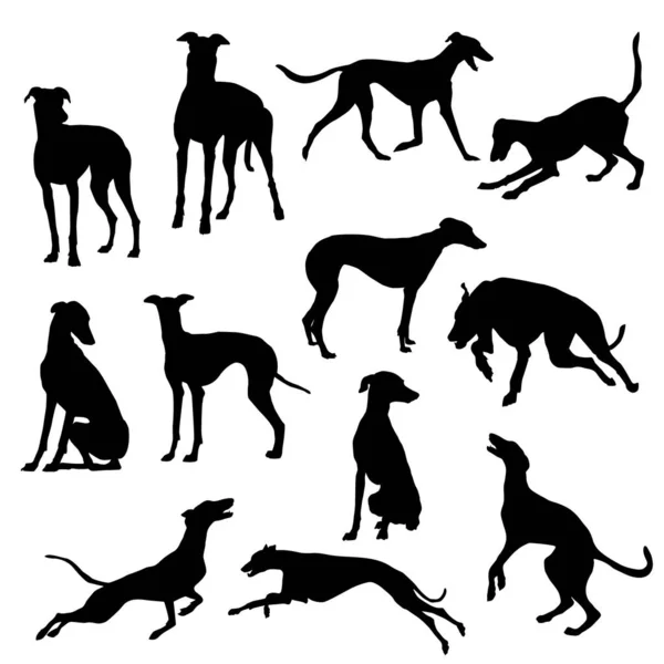 Vektor Silhuetter Greyhound Hundar Kör Stående Och Travning Olika Poser — Stock vektor