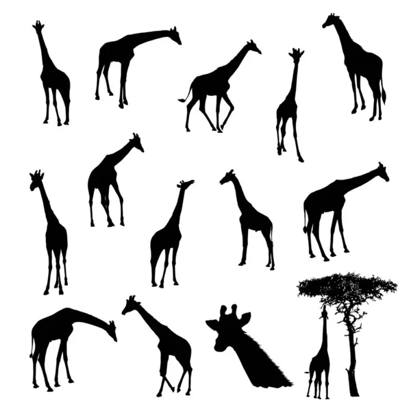 Collezione Sagome Giraffe Africane — Vettoriale Stock