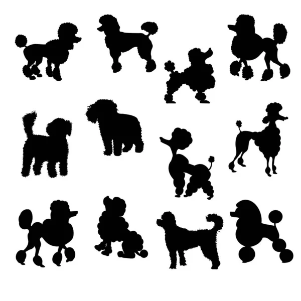 Clipart Poodle Diferentes Poses Vetor Ilustração —  Vetores de Stock