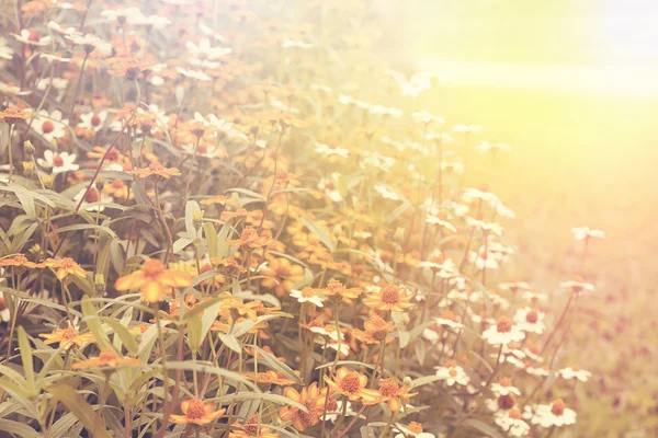 Flores campo Margarida Fundo natural, filtro retro — Fotografia de Stock