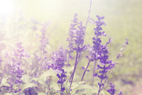 Lavender květiny přírodní pozadí, retro filtr efekt styl p — Stock fotografie