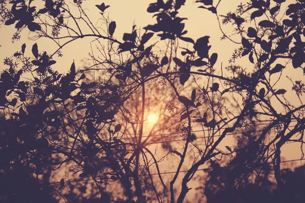 'S avonds Sunray met een retro vintage filtereffect — Stockfoto