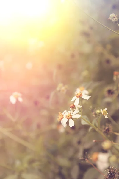 Arte alta luz flores brancas, botões de casaco, margarida mexicana Natura — Fotografia de Stock