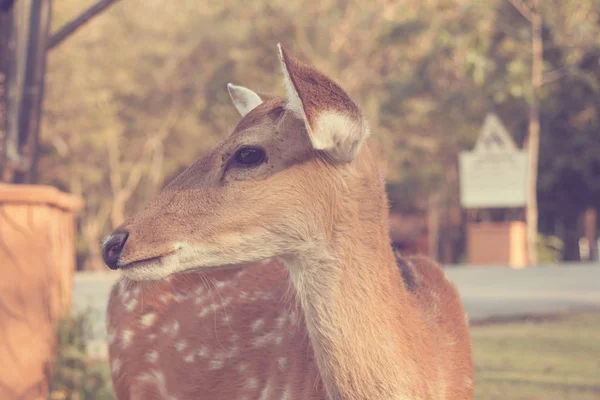 Sika deer - Bilder im Vintage-Effekt — Stockfoto