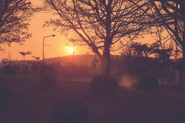 À noite, a silhueta da árvore - Estilo de efeito vintage pictu — Fotografia de Stock