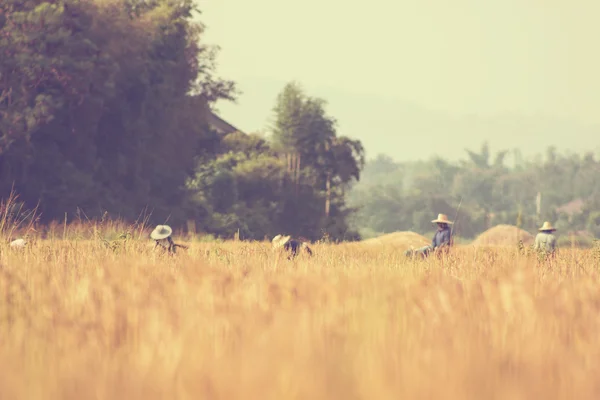 Thajské zemědělci sklizeň rýže - vintage efekt styl obrázků — Stock fotografie
