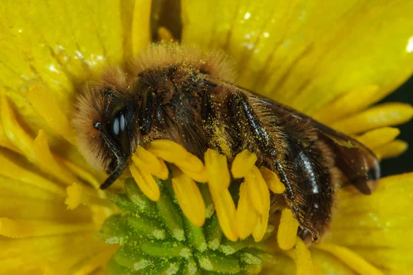 Honey Bee on Yellow Flower — Stock Photo, Image
