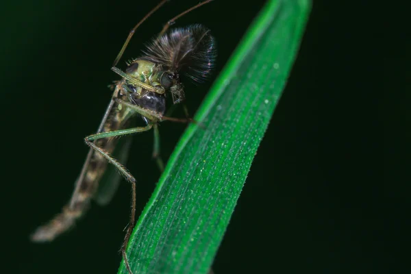 蚊をクローズ アップ — ストック写真