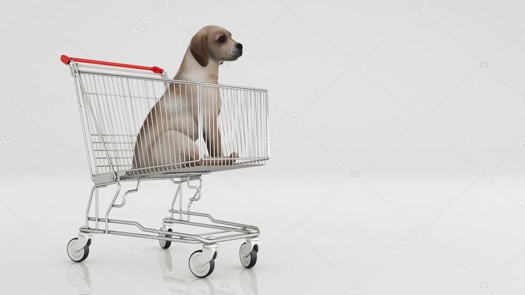 Dog in shopping cart isolated on white Stock Photo by ©lchumpitaz 93003578