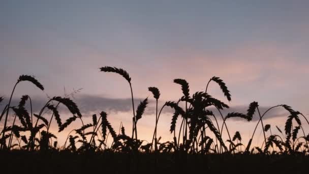 Goldener Sonnenuntergang über dem Weizenfeld. Goldene Weizenohren aus nächster Nähe. — Stockvideo