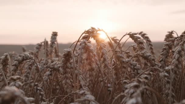 Goldener Sonnenuntergang über dem Weizenfeld. Goldene Weizenohren aus nächster Nähe. — Stockvideo