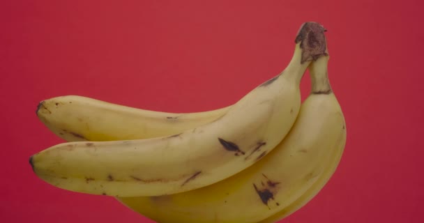 Plátano amarillo maduro gira colgando sobre un fondo rojo, aislado. — Vídeos de Stock