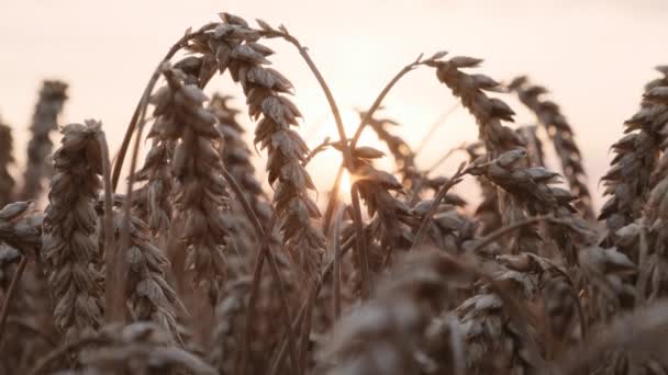 Gouden zonsondergang boven tarweveld. Oren van gouden tarwe close-up. — Stockvideo