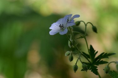 Sardunya müfredatı. Ormandaki sardunyanın yakın plan fotoğrafları.