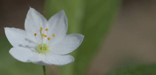 Trientalis avrupa. Güzel beyaz bir çiçeğin Macro fotoğrafı.