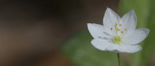 Trientalis avrupa. Güzel beyaz bir çiçeğin Macro fotoğrafı.