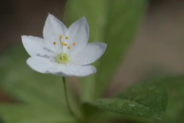 Trientalis avrupa. Güzel beyaz bir çiçeğin Macro fotoğrafı.