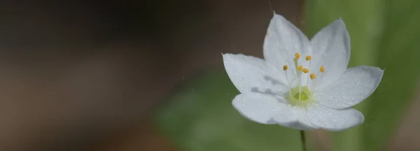 Trientalis avrupa. Güzel beyaz bir çiçeğin Macro fotoğrafı.