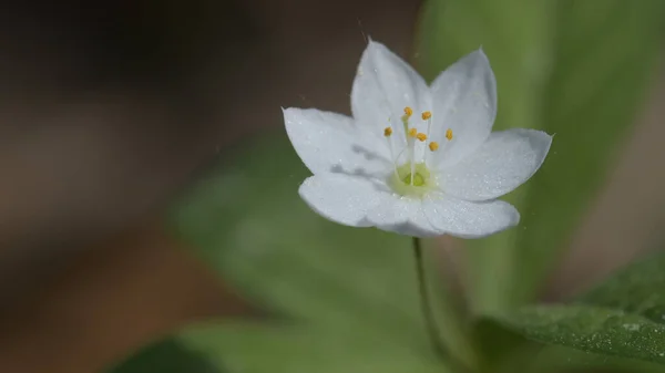 Trientalis avrupa. Güzel beyaz bir çiçeğin Macro fotoğrafı.