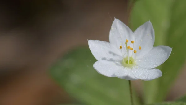 Trientalis avrupa. Güzel beyaz bir çiçeğin Macro fotoğrafı.
