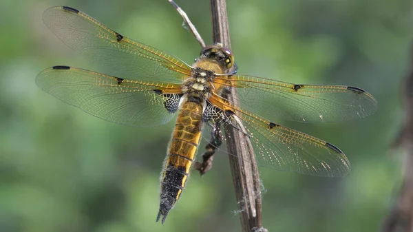 Libellula quadrimaculata. Macro fotoğraf yusufçuğu