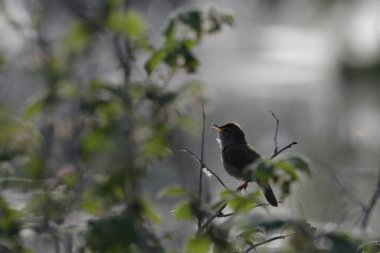 Acrocephalus dumetorum. Şafakta ormanda küçük bir kuş