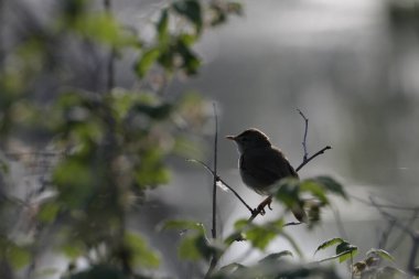Acrocephalus dumetorum. Şafakta ormanda küçük bir kuş