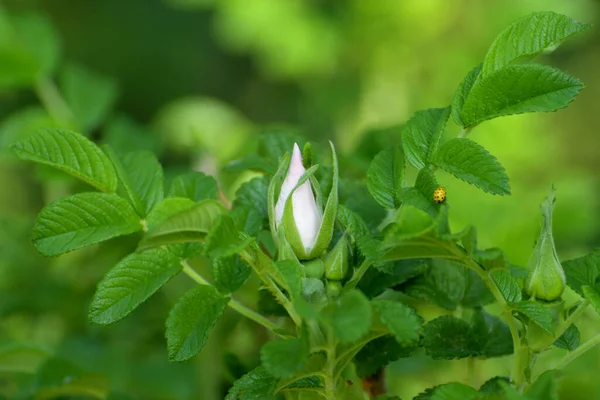 Photo Rosehips Forest Close — Stock Photo, Image