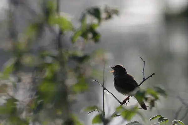 Acrocephalus dumetorum. Şafakta ormanda küçük bir kuş