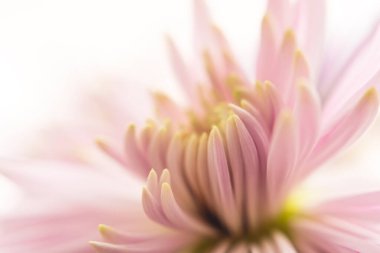 Kasımpatı yakın plan. Pembe çiçek sanatı