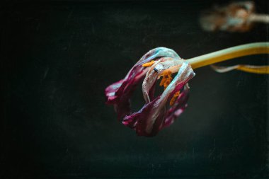 Solmuş bir lale. Dokusu olan sanat fotoğrafı