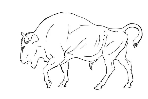 Bison Wild Bull Hand Pencil Drawing Isolated White Background Greeting — Stock Photo, Image