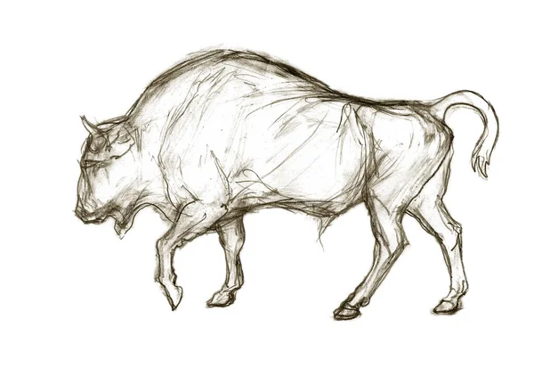 野牛野牛 在白色背景上隔离的铅笔绘图用于贺卡 — 图库照片